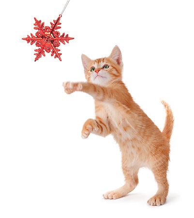 Cute orange kitten playing with a red Christmas snowflake ornament on a white background. Stock Photo - Budget Royalty-Free & Subscription, Code: 400-07291273