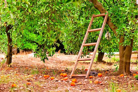 simsearch:400-05046087,k - harvest on orange citrus trees in the garden and a staircase at the tree Stockbilder - Microstock & Abonnement, Bildnummer: 400-07291308