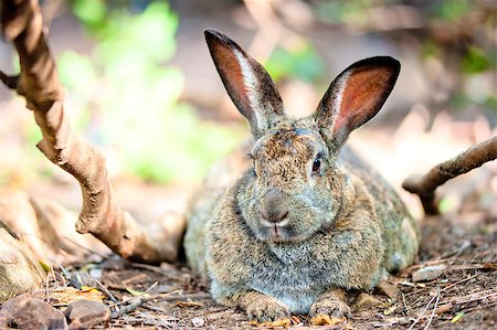 simsearch:400-06866996,k - fat gray rabbit is resting on the ground in the shade of trees Foto de stock - Super Valor sin royalties y Suscripción, Código: 400-07291301