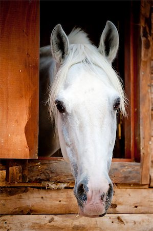 simsearch:400-08130471,k - head white racehorse looks out of the window stall Stock Photo - Budget Royalty-Free & Subscription, Code: 400-07291302