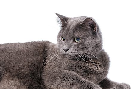 simsearch:400-07569076,k - Young adult british shorthair cat with green eyes, portrait white background Photographie de stock - Aubaine LD & Abonnement, Code: 400-07291384