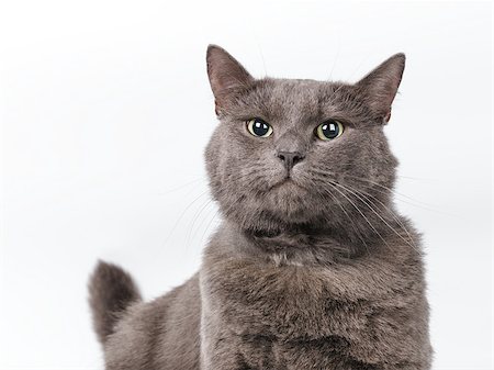 simsearch:400-07569076,k - Young adult british shorthair cat with green eyes, surprised Photographie de stock - Aubaine LD & Abonnement, Code: 400-07291385