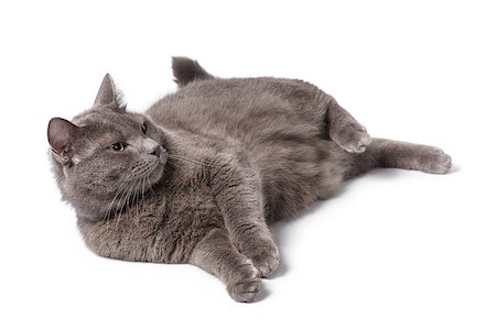 simsearch:400-07040705,k - Young adult british shorthair cat with green eyes, portrait white background Photographie de stock - Aubaine LD & Abonnement, Code: 400-07291387