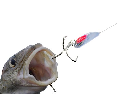 fishing bait - big cod fish on a white background Stock Photo - Budget Royalty-Free & Subscription, Code: 400-07291414