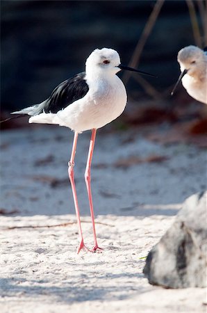 stilt walking - The black-winged stilt, common stilt, or pied stilt Stock Photo - Budget Royalty-Free & Subscription, Code: 400-07291552