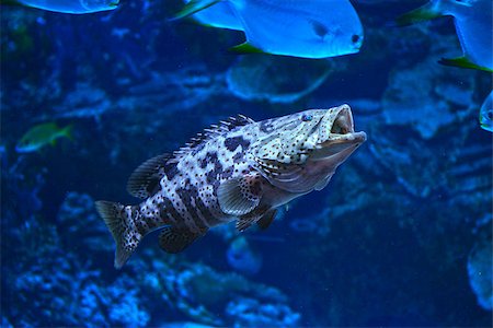 Camouflage grouper  swimming in the aquarium Stock Photo - Budget Royalty-Free & Subscription, Code: 400-07291587