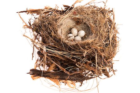 simsearch:400-04406903,k - Detail of bird eggs in nest Fotografie stock - Microstock e Abbonamento, Codice: 400-07291718