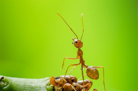 sweetcrisis (artist) - Red ant and aphid on the leaf in the nature Photographie de stock - Aubaine LD & Abonnement, Code: 400-07291766