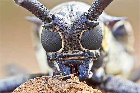 simsearch:400-09225556,k - insect mulberry borer longhorn beetle Photographie de stock - Aubaine LD & Abonnement, Code: 400-07291896
