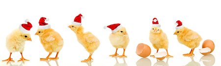 Lots of baby chicken at christmas wearing santa claus hats - isolated with reflection Fotografie stock - Microstock e Abbonamento, Codice: 400-07292026