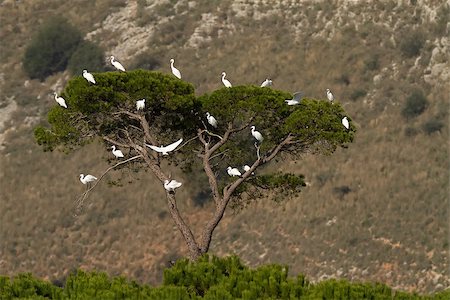 simsearch:400-07292745,k - Little Egrets (Egretta garzetta) perch on a tree in the wetland of Strofilia, Peloponnese, Greece Stock Photo - Budget Royalty-Free & Subscription, Code: 400-07292065