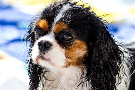 simsearch:400-06461634,k - Wet Cavalier king purebreed Stock Photo - Budget Royalty-Free & Subscription, Code: 400-07292406