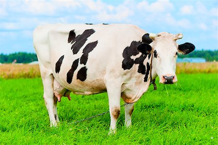 euter - cow on the chain chews grass on a green meadow Stockbilder - Microstock & Abonnement, Bildnummer: 400-07292444