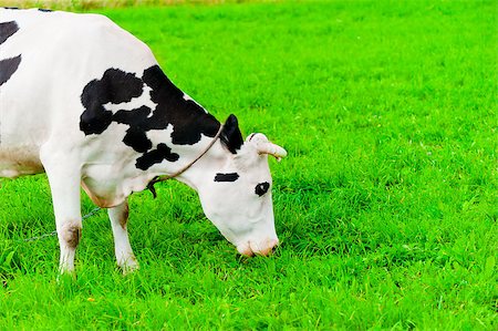 euter - cow on the chain chews grass on a green meadow Stockbilder - Microstock & Abonnement, Bildnummer: 400-07292445