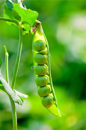 ripe open pod with peas hanging on a bush close-up Stock Photo - Budget Royalty-Free & Subscription, Code: 400-07292446