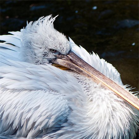 simsearch:400-07667421,k - Closeup of the head of a pelican. Fotografie stock - Microstock e Abbonamento, Codice: 400-07292525