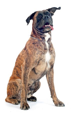 simsearch:400-06565923,k - brown boxer in front of a white background Photographie de stock - Aubaine LD & Abonnement, Code: 400-07292536