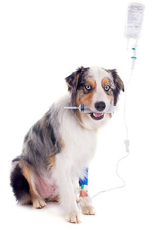 australian shepherd and perfusion in front of white background Stock Photo - Budget Royalty-Free & Subscription, Code: 400-07292566