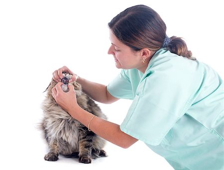 simsearch:400-07296490,k - portrait of a purebred  maine coon cat and vet on a white background Foto de stock - Super Valor sin royalties y Suscripción, Código: 400-07292573