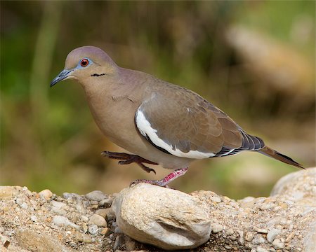 simsearch:400-07292745,k - Adult White-winged Dove (Zenaida asiatica) walking across rocky soil in Blanco County, Texas Stock Photo - Budget Royalty-Free & Subscription, Code: 400-07292746