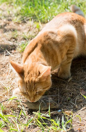 simsearch:400-07033712,k - Cat and mouse in garden. Cat catching mouse Foto de stock - Super Valor sin royalties y Suscripción, Código: 400-07292747