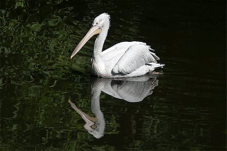 simsearch:400-07667421,k - Pelican floating on a lake in Moscow zoo Fotografie stock - Microstock e Abbonamento, Codice: 400-07292777