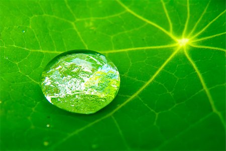 Detail of water drop on a leaf. Macro closeup detail of clear and transparent bubble. Green background. Stock Photo - Budget Royalty-Free & Subscription, Code: 400-07292911