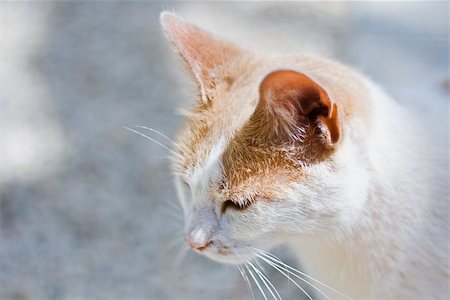 The head of a white and ginger cat, against a hot white background, with the focus on the face Stock Photo - Budget Royalty-Free & Subscription, Code: 400-07293049