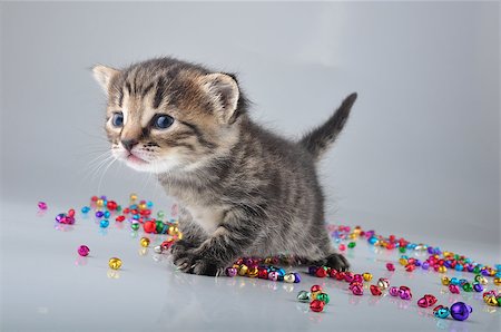 simsearch:400-07250069,k - Little kitten with small metal jingle bells beads . Studio shot. Photographie de stock - Aubaine LD & Abonnement, Code: 400-07293084