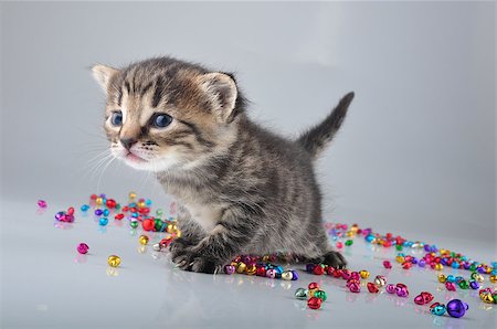 simsearch:400-07293083,k - Little kitten with small metal jingle bells beads . Studio shot. Photographie de stock - Aubaine LD & Abonnement, Code: 400-07293084
