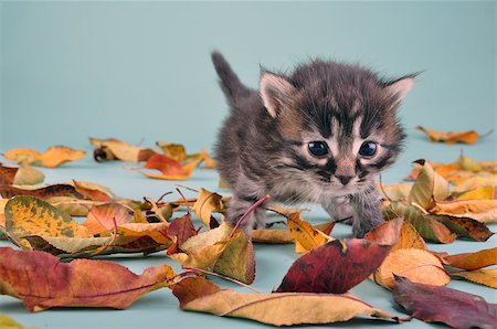 simsearch:400-07250074,k - Young 20 days old kitten in autumn leaves. Studio shot. Photographie de stock - Aubaine LD & Abonnement, Code: 400-07293085