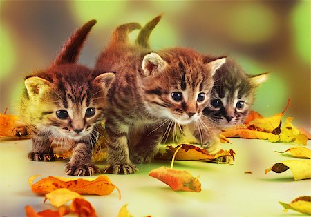 Autumn group portrait of small kittens in fallen dry leaves . Studio shot. Stock Photo - Budget Royalty-Free & Subscription, Code: 400-07293086