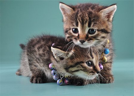 Little kittens with small metal jingle bells beads . Studio shot. Foto de stock - Super Valor sin royalties y Suscripción, Código: 400-07293087