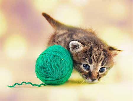 Little kitten playing with a lball . Studio shot. Stock Photo - Budget Royalty-Free & Subscription, Code: 400-07293083