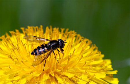 simsearch:400-04348779,k - Bee on yellow flower on a green background Fotografie stock - Microstock e Abbonamento, Codice: 400-07293136