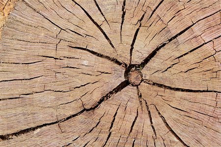 simsearch:400-08110547,k - Cracked section of wood cut texture for background Stock Photo - Budget Royalty-Free & Subscription, Code: 400-07293404