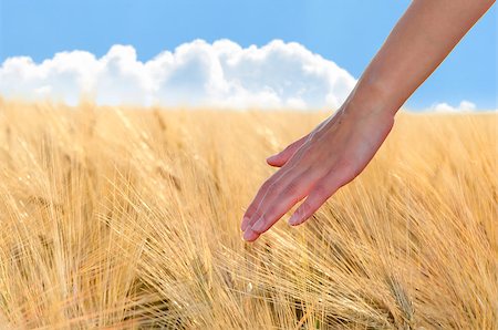 simsearch:400-07293838,k - As a woman's hand gently on the ears of wheat field Photographie de stock - Aubaine LD & Abonnement, Code: 400-07293549