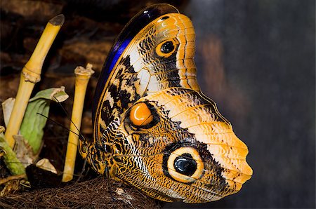 simsearch:400-08402802,k - beautiful butterfly sits with folded wings Stockbilder - Microstock & Abonnement, Bildnummer: 400-07293556