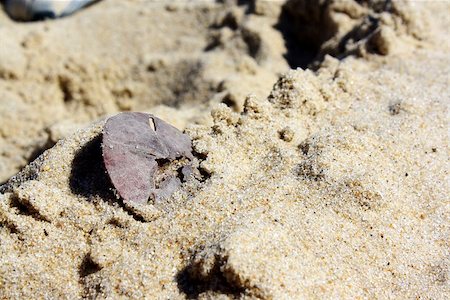 Sand dollar stuck in the sand at the beach. Foto de stock - Royalty-Free Super Valor e Assinatura, Número: 400-07293641