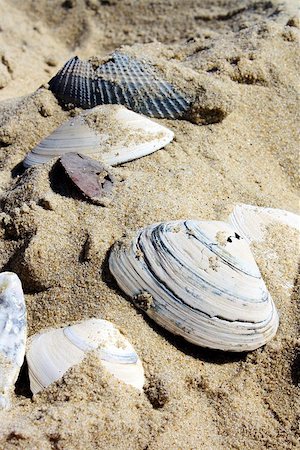 Collection of seashells in the sand. Foto de stock - Royalty-Free Super Valor e Assinatura, Número: 400-07293642