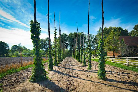 Hop poles on small field Stock Photo - Budget Royalty-Free & Subscription, Code: 400-07293838