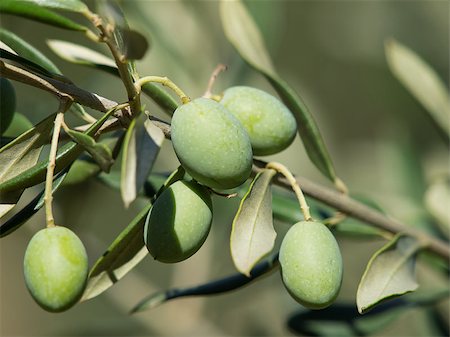 green olives on the olive tree Stock Photo - Budget Royalty-Free & Subscription, Code: 400-07304020