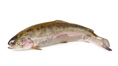 simsearch:400-08616184,k - fresh whole trout fish, isolated on white background Foto de stock - Royalty-Free Super Valor e Assinatura, Número: 400-07304039