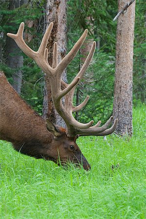 Large bull elk standing in a meadow in the woods in Yellowstone National Park Fotografie stock - Microstock e Abbonamento, Codice: 400-07304451