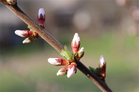 simsearch:400-07656811,k - branch with unopened buds of Prunus tomentosa's flowers Photographie de stock - Aubaine LD & Abonnement, Code: 400-07304598