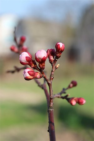 simsearch:400-07656811,k - image of swelling buds of flowers apricots in spring Photographie de stock - Aubaine LD & Abonnement, Code: 400-07304599