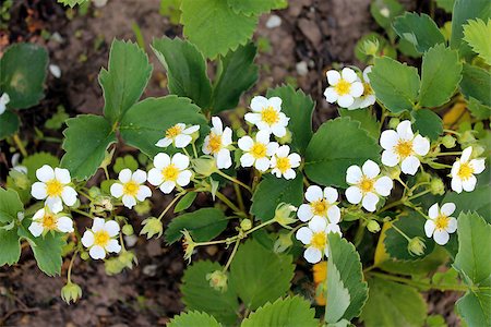 simsearch:622-02354988,k - image of beautiful white flowers of flowering strawberry Stock Photo - Budget Royalty-Free & Subscription, Code: 400-07304617