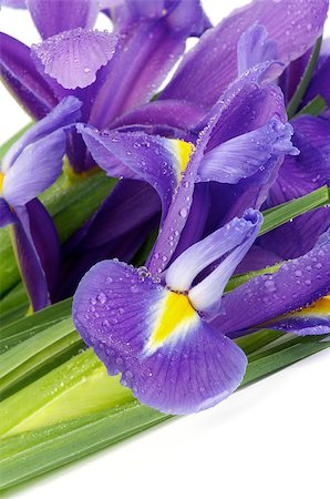 simsearch:400-07169438,k - Beautiful Purple Dutch Irises with Water Droplets closeup on white background Stock Photo - Budget Royalty-Free & Subscription, Code: 400-07304669