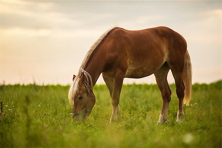 simsearch:400-05165234,k - Photo of a beautiful adult horse walks on a green field Photographie de stock - Aubaine LD & Abonnement, Code: 400-07304700