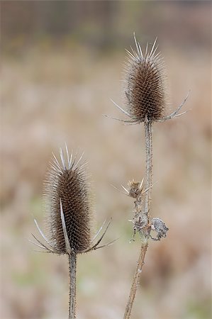 Two dried egg shaped teasel flowers rise above the prairie. Their spiny bracts and prickly stems provide protection to the seeds inside its flower head. Foto de stock - Super Valor sin royalties y Suscripción, Código: 400-07304804